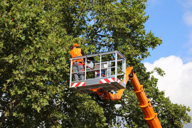 Trusted Sumas, WA Tree Care Services Experts